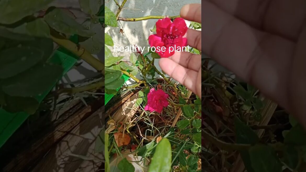 🌹गुलाब के पौधे पर फुल नही आ रहे हैl व्हिडिओ जरूर देखिये #garden #gardening tips#shorts#fertilizer