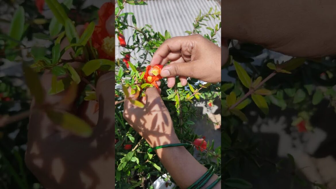 pomegranate pollination process 🙏 #shorts #short #shortsfeed