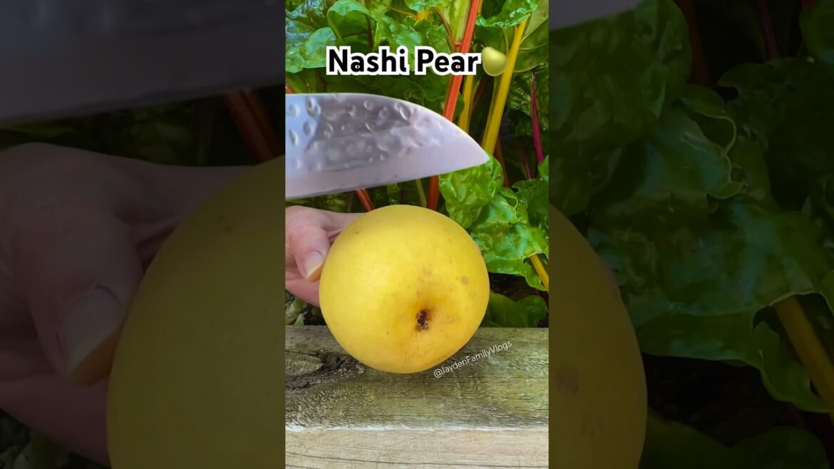 Nashi Pear ππ° #shorts #satisfying #fruit #garden #enjoy #pear #oddlysatisfying Nashi Pear ππ° #shorts #satisfying #fruit #garden #enjoy #pear #oddlysatisfying