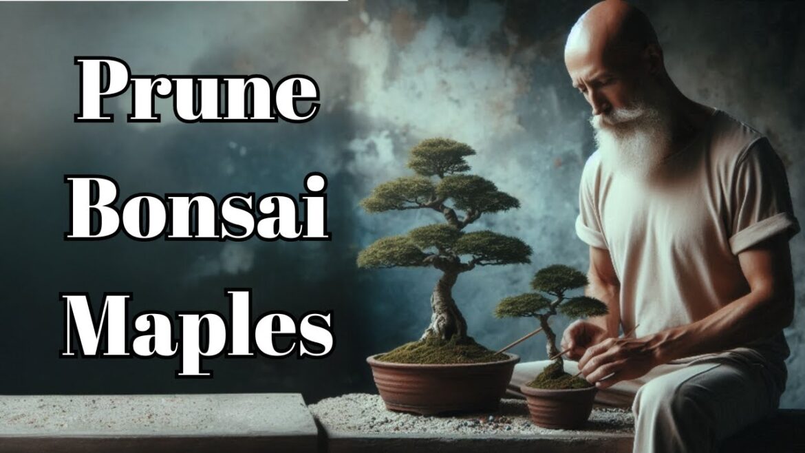 Two Field Maples Bonsai – Acer campester – (Bonsai Diary) #61 Two Field Maples Bonsai - Acer campester - (Bonsai Diary) #61