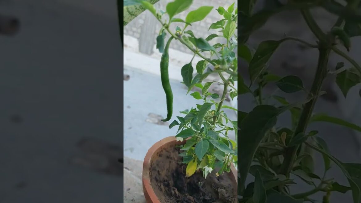 sab se badi #mirch #containergardening #gardening #kitchengardening #greenchilliplant #rooftopgarden