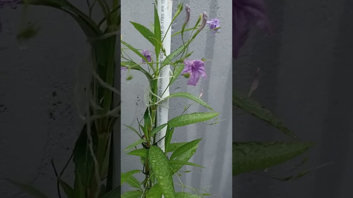 Kya Naam Hai Iska ☘️ ? #shorts #trending #video #nature Kya Naam Hai Iska ☘️ ? #shorts #trending #video #nature