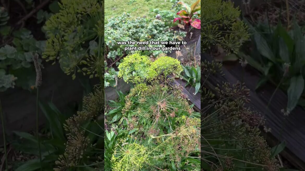 The secret weapon #shorts #garden #gardening #gardentips #pestcontrol #gardeningtips #backyardgarden The secret weapon #shorts #garden #gardening #gardentips #pestcontrol #gardeningtips #backyardgarden