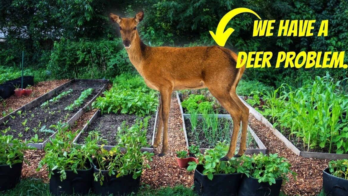 We Built a Garden to Feed the Deer?