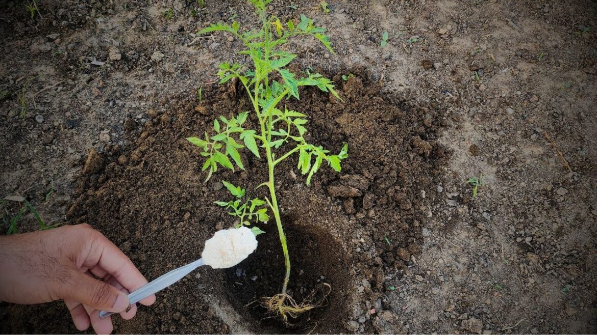 Never plant tomatoes without this. For large fruits and more tomatoes, follow this Never plant tomatoes without this. For large fruits and more tomatoes, follow this