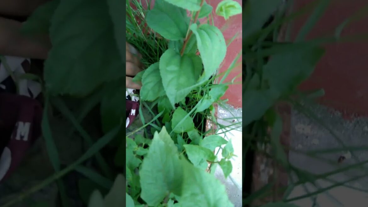 Rescue and repotting Green Bear Plant #bearplant #plants #garden #repotting #boer #rescue #trending Rescue and repotting Green Bear Plant #bearplant #plants #garden #repotting #boer #rescue #trending