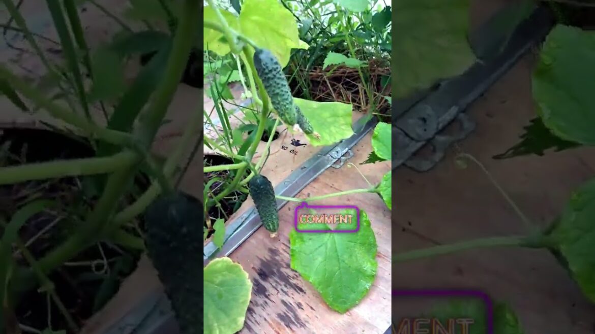 Томаты. Выращивание в теплице необычным методом. 19 июня 2024 г. #trends #short #shorts #like Томаты. Выращивание в теплице необычным методом. 19 июня 2024 г. #trends #short #shorts #like