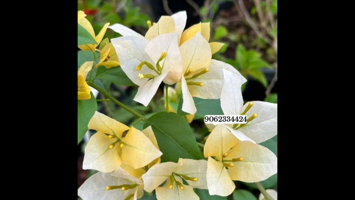 50 Top Bougainvillea Varieties 2024 with Names and ID 9062334424 50 Top Bougainvillea Varieties 2024 with Names and ID 9062334424