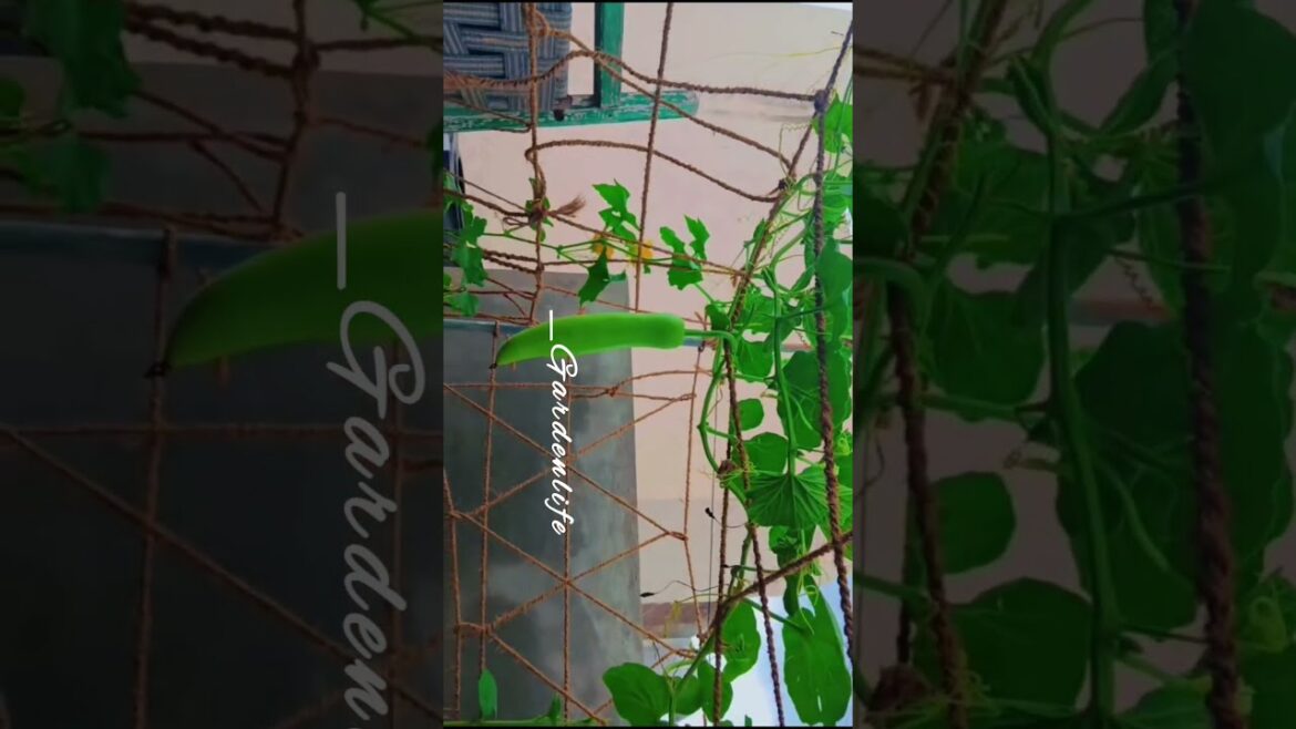 sorakai #shorts #youtubeshorts #ytshorts #garden #nature #plants #gardenlife #vegetables #short