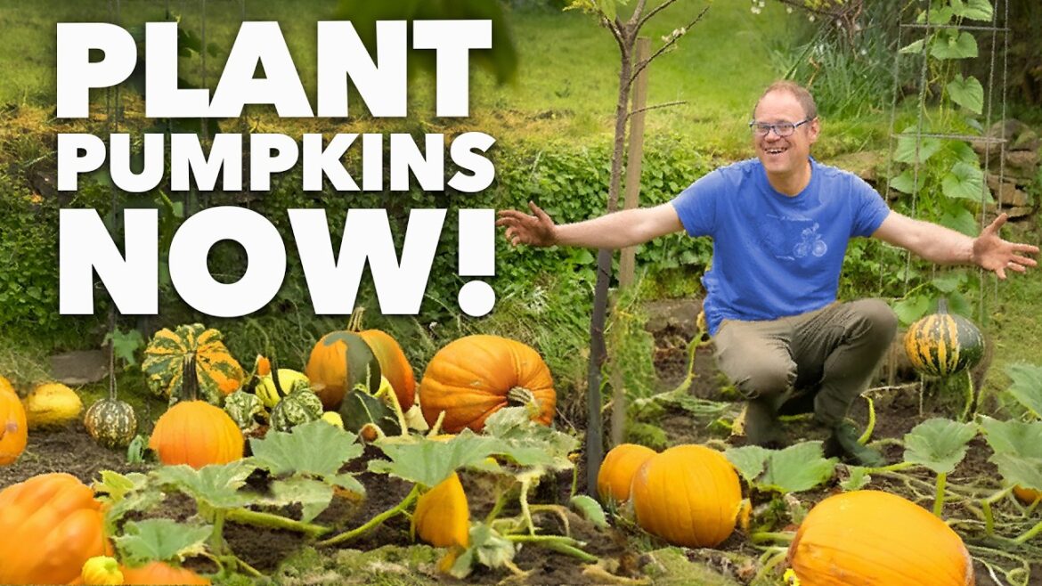 The Lazy Gardener’s Guide To No-Dig Pumpkins! The Lazy Gardener's Guide To No-Dig Pumpkins!