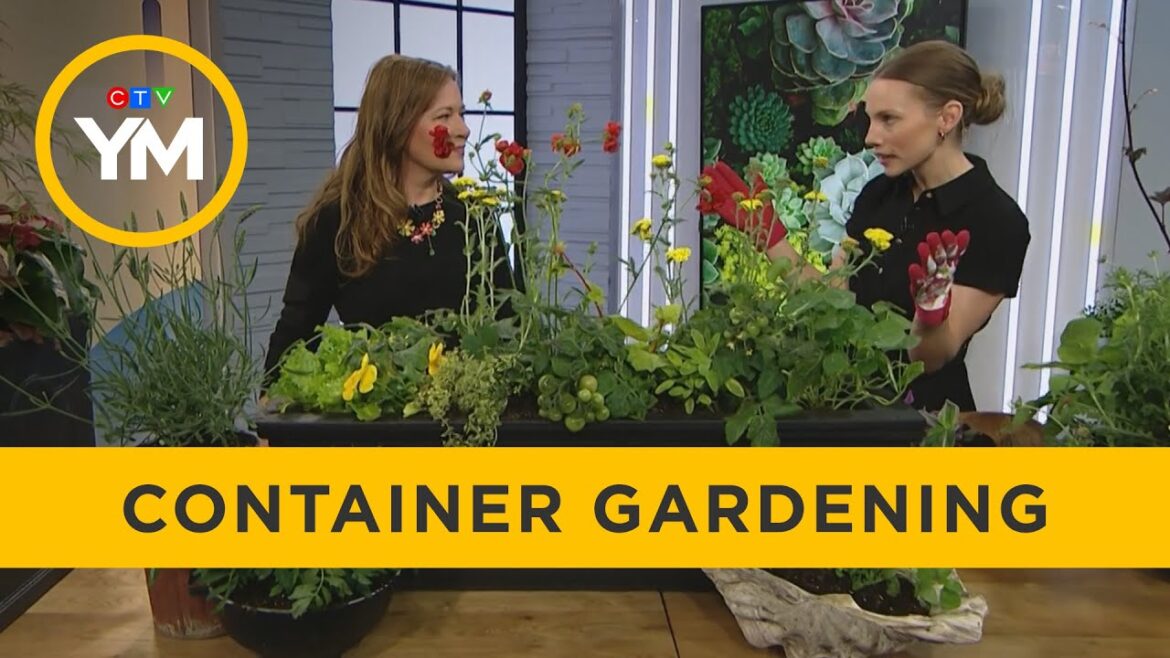 Container Gardening | Your Morning Container Gardening | Your Morning