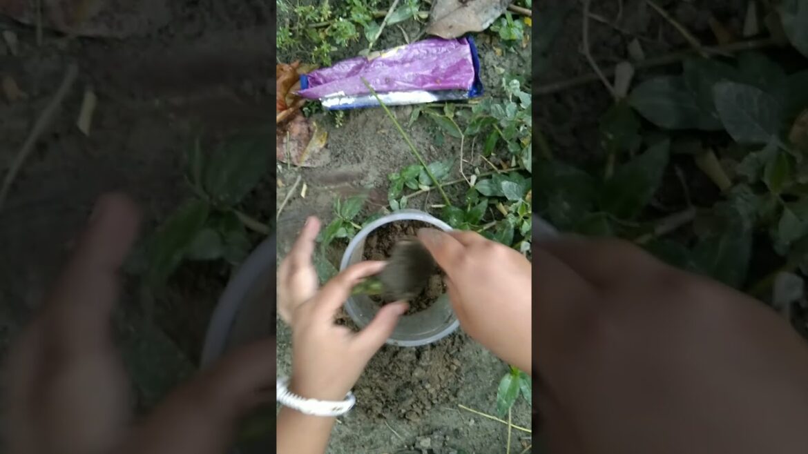 Mango plant grow from seed #mangoplant #plants #garden #plantlove #trending #shorts #seeds #repoting Mango plant grow from seed #mangoplant #plants #garden #plantlove #trending #shorts #seeds #repoting