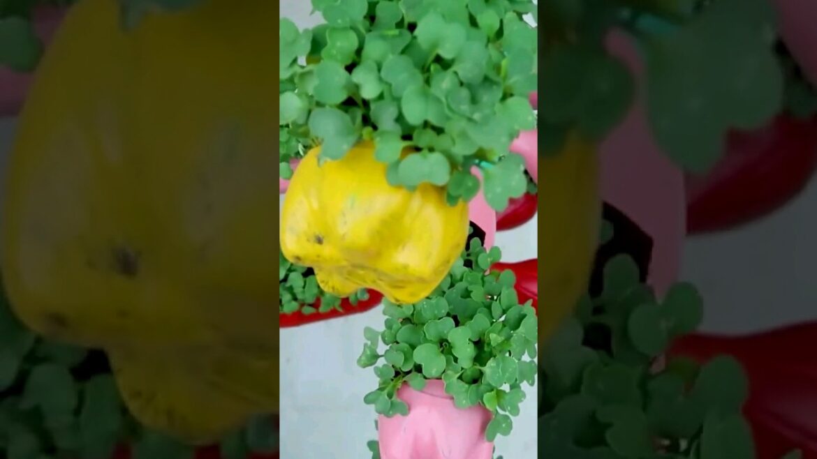 Beautiful Coriander Plant Ideas: Tips for Growing and Decorating πΏπ± Beautiful Coriander Plant Ideas: Tips for Growing and Decorating πΏπ±