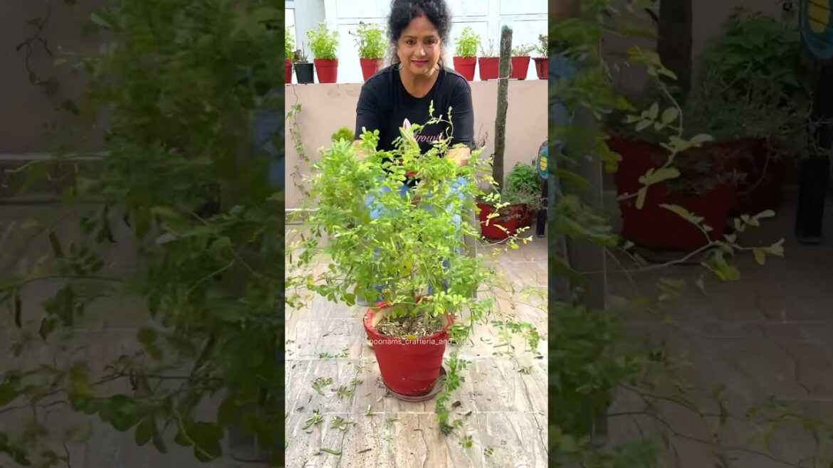 Garden Decoration Ideas | DIY Trellis Woth 0 Cost  #diy #garden #shorts #plants #creative