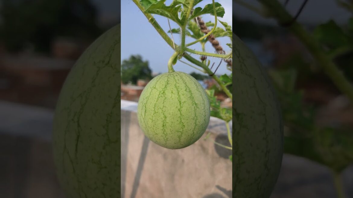 Cute watermelon in my garden #shots #shorts #short #shortsfeed Cute watermelon in my garden #shots #shorts #short #shortsfeed