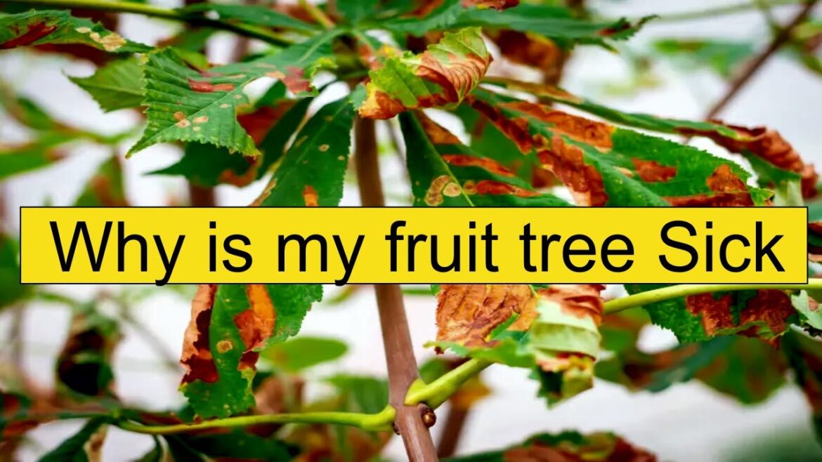 Why Is My Fruit Tree Sick #garden #gardencompost #growingfruit #growingberries#ediblegardening #soil