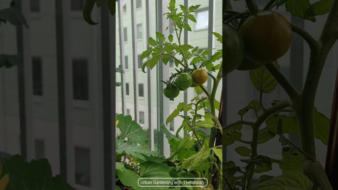 APARTMENT BALCONY GARDEN INSPIRATION #balconygarden #garden #urbangardener #containergardening