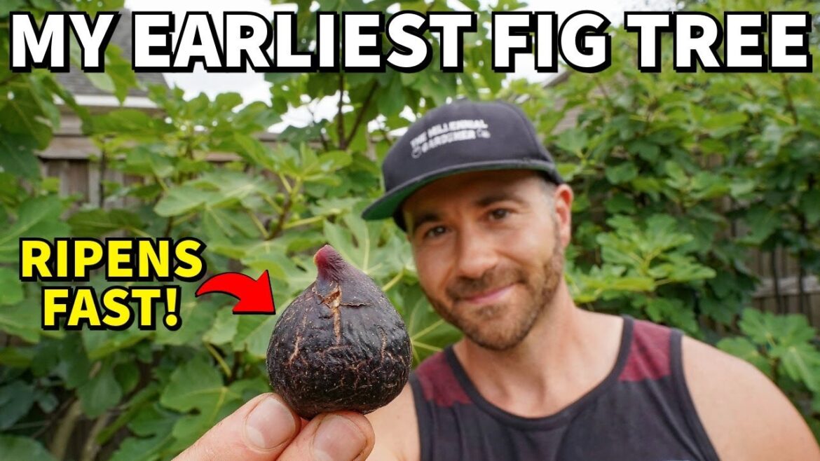 The #1 Fig Every Gardener Can Grow For Big, Early Fig Harvests The #1 Fig Every Gardener Can Grow For Big, Early Fig Harvests