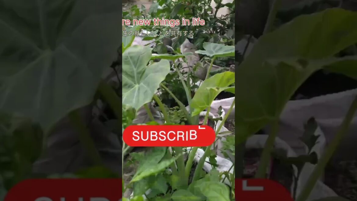 Home gardening vegetables#shortsvideo #gardeningtips❤️💯