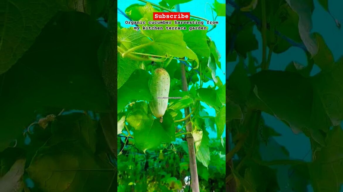 organic cucumber harvesting at home #short #gardening #organicgardening #viral #1m  #kitchengarden