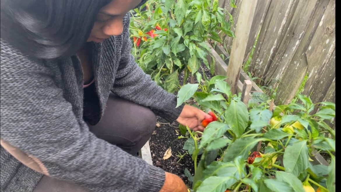 Backyard Garden Maintenance …………………Pepper Harvest #Garden  #Gardening