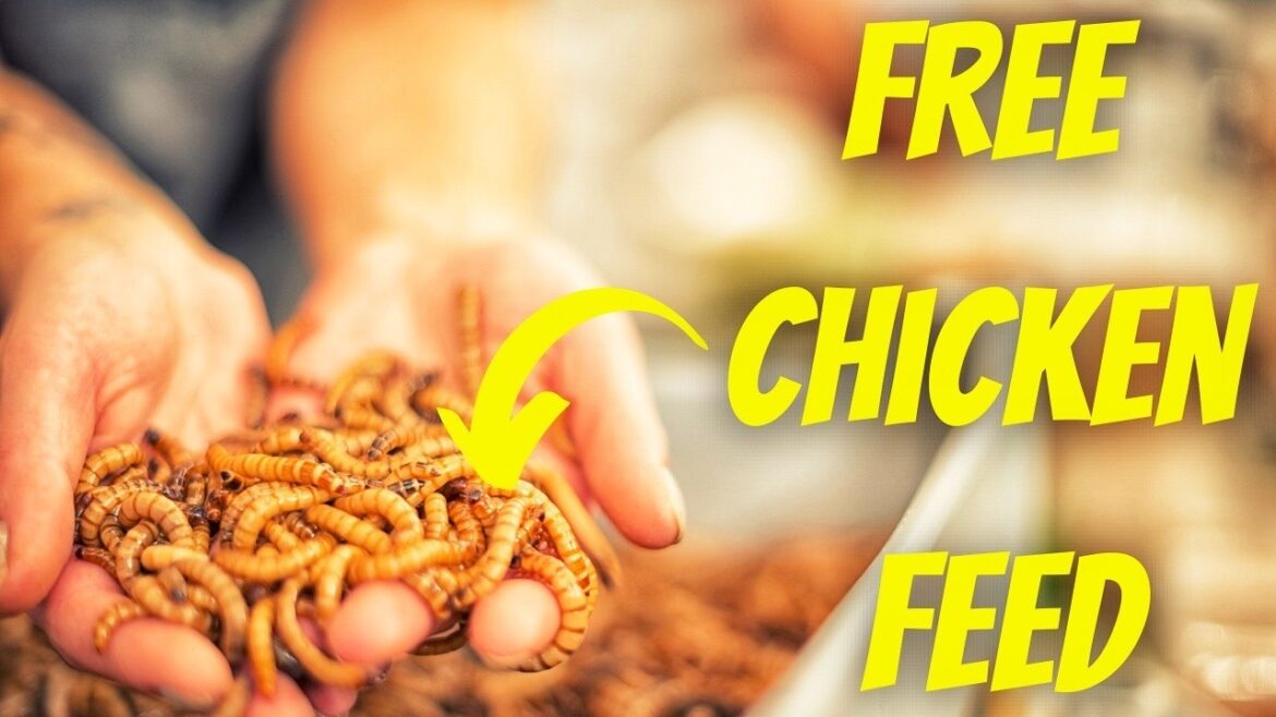 EASY DIY BLACK SOLDIER FLY BIN EASY DIY BLACK SOLDIER FLY BIN