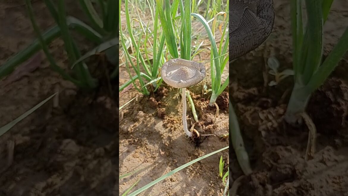How to identify Edible and poisonous mushrooms || How To Identify Wild Mushrooms 🍄 How to identify Edible and poisonous mushrooms || How To Identify Wild Mushrooms 🍄