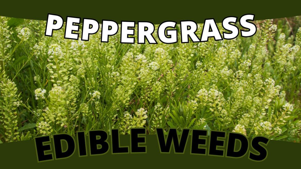 Edible Weed PEPPERGRASS: Food Foraging! (Lepidium spp.)