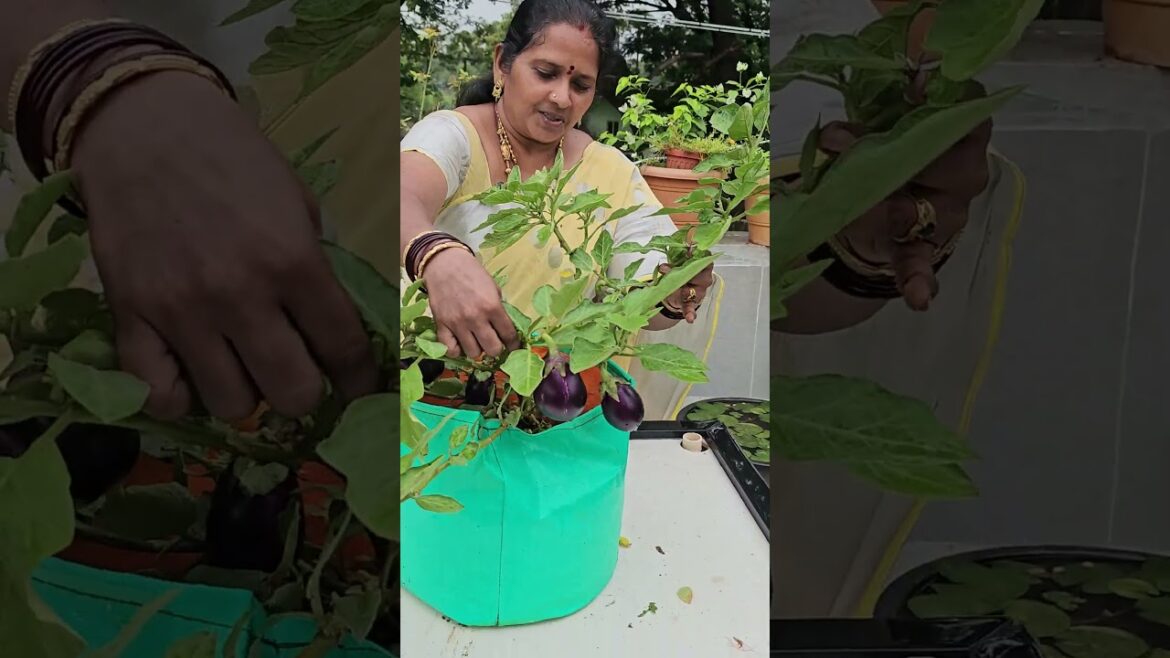మిద్దె తోటలో మొదటి వంకాయ కాపు #terracegarden #brinjal #terracegardentelugu #gardentips #gardening