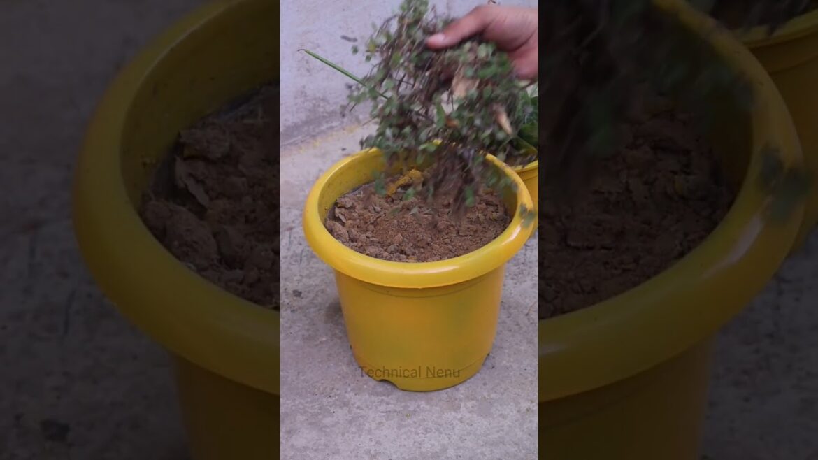 Restore Old Palnt Pot||Technical Nenu||#shorts