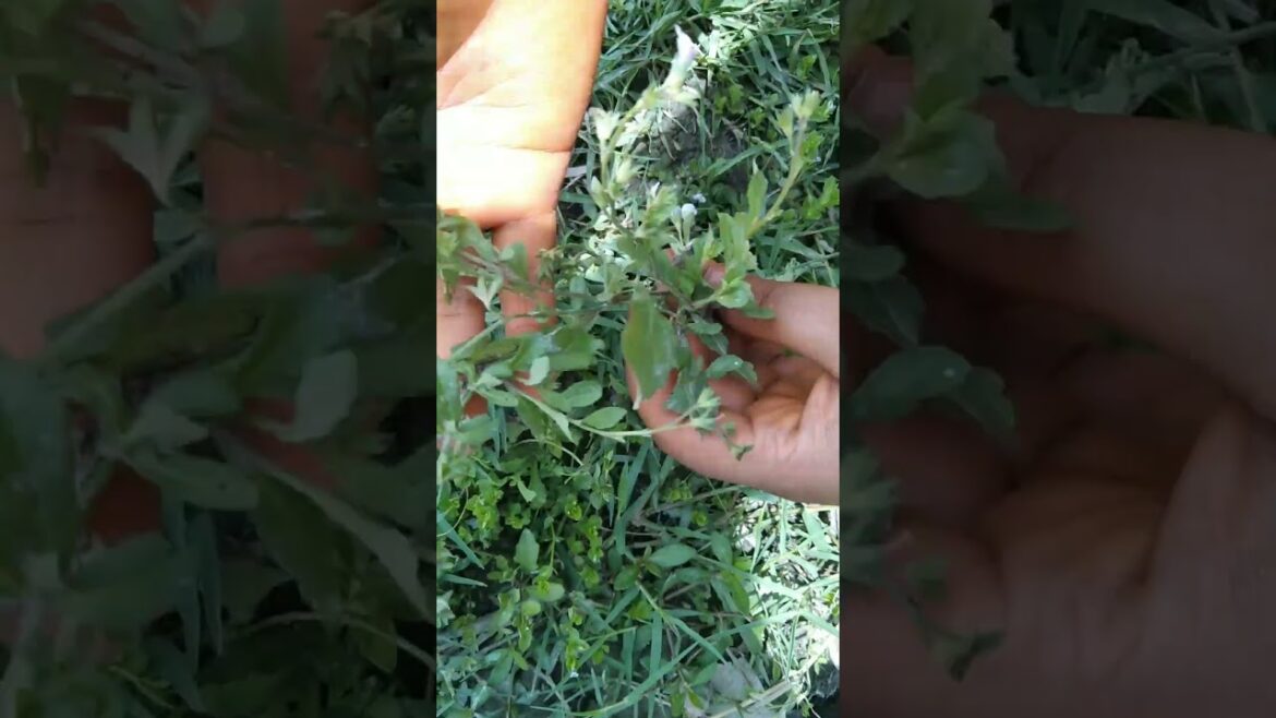 plant lover #trending #garden #minivlog #plants #health #srk#gardening #repotting#planting#plantlove