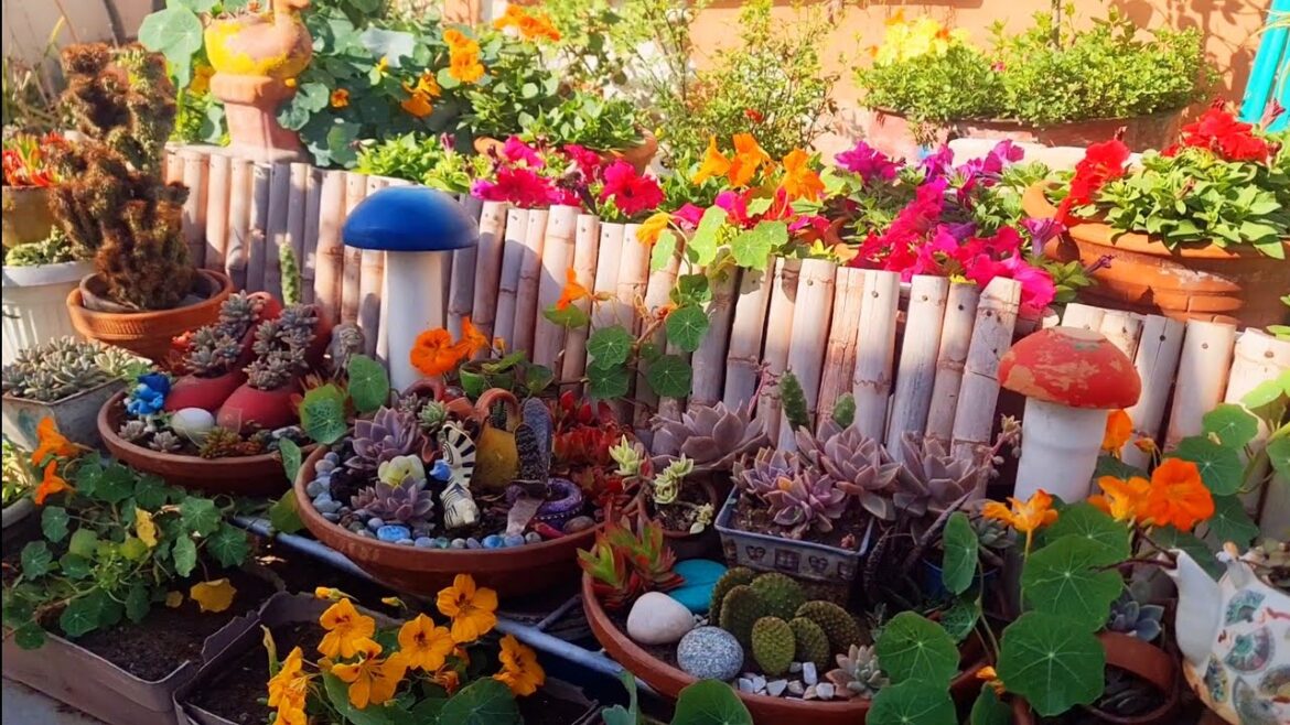 Sunday March Garden Update|Sunday Garden update tips|Sunday gardener!