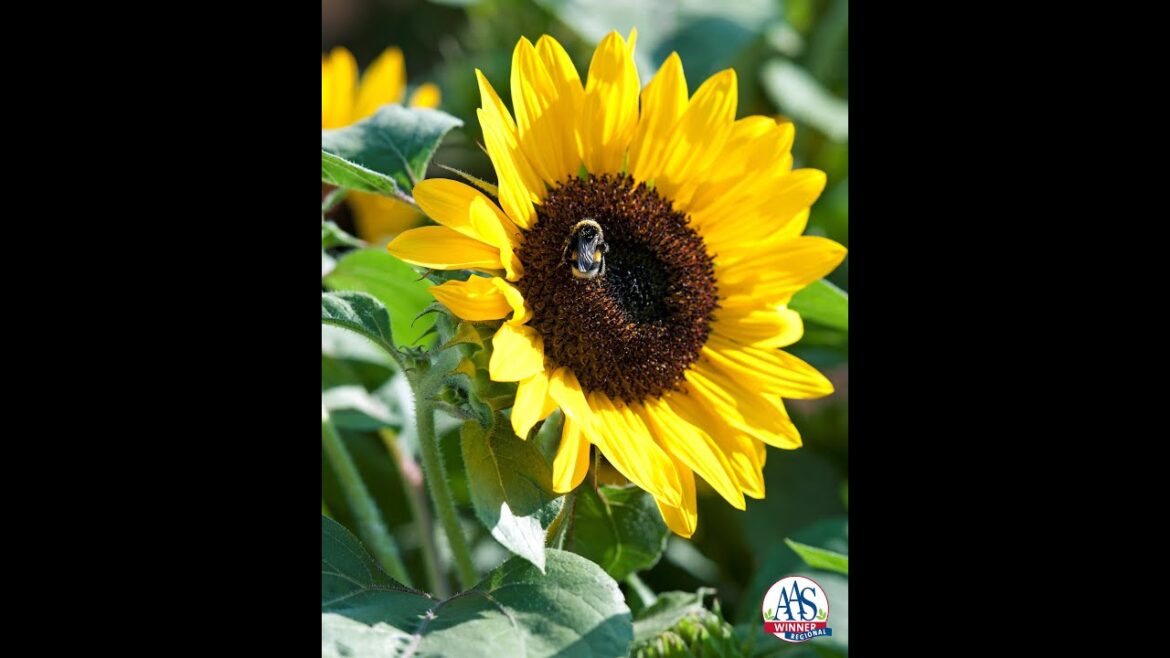 Brighten Your Garden with Yellow All-America Selections Winners