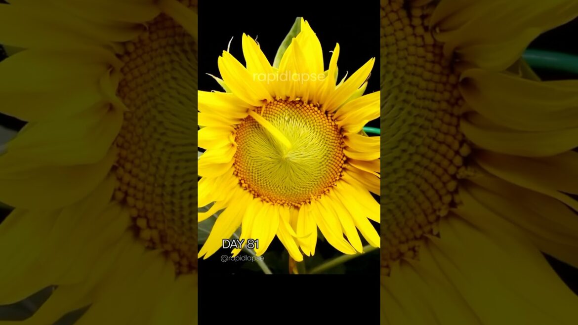 🌻 Sunflower Timelapse – 90 Days in 40 Seconds 🌻 Sunflower Timelapse - 90 Days in 40 Seconds