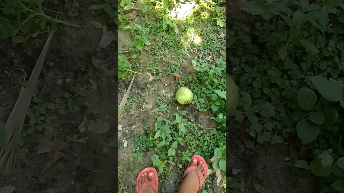 Guava harvesting #organicfarming #harvesting #guava #plants #garden #trending #shorts #srg#guavabene Guava harvesting #organicfarming #harvesting #guava #plants #garden #trending #shorts #srg#guavabene