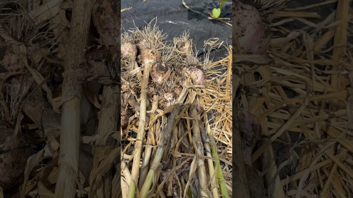 Beginner’s Guide:  Harvesting Hard Neck Garlic  #gardening #vegetablegardening #garlic