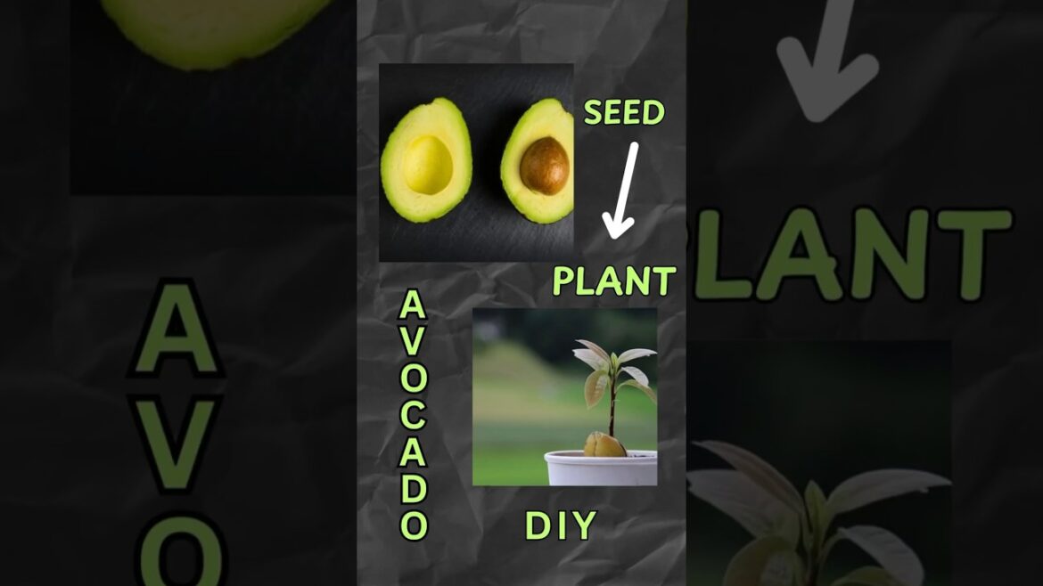 How to Grow Avocado 🥑 Plant from Seed || #diy #viralvideo #shorts