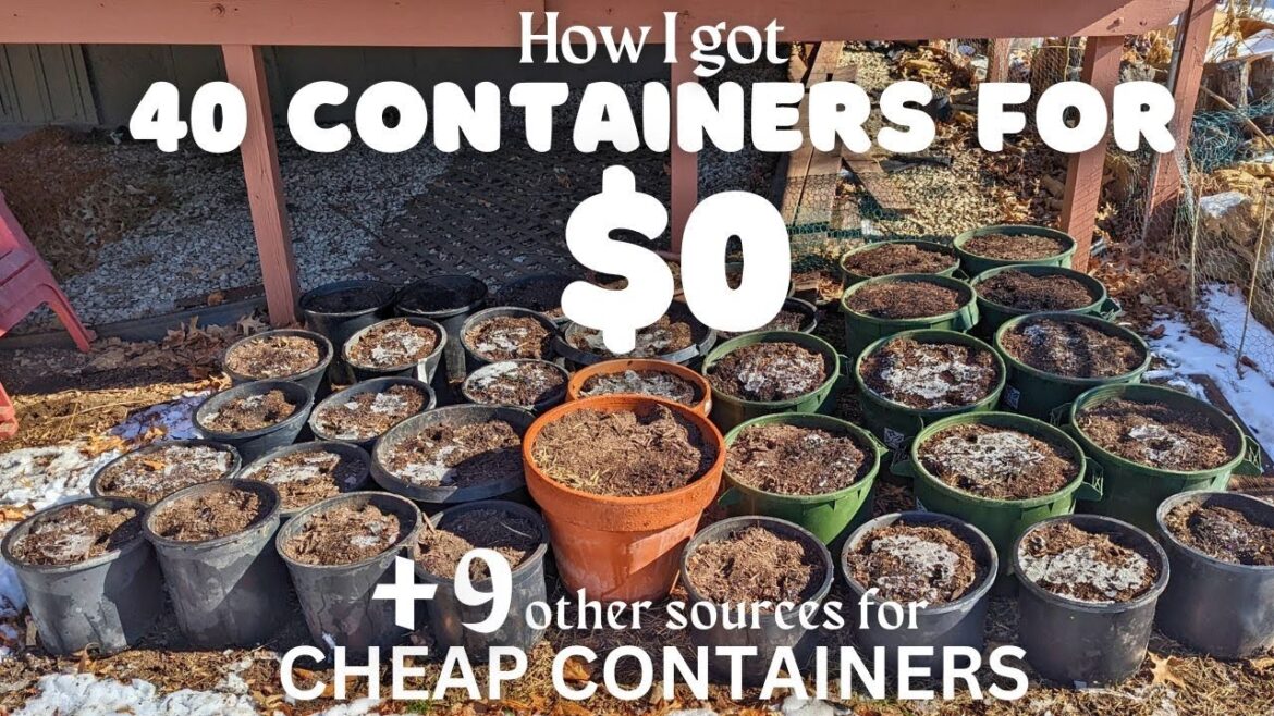 Cheap containers for vegetable gardening | 10 places to get planting pots from | Container gardening