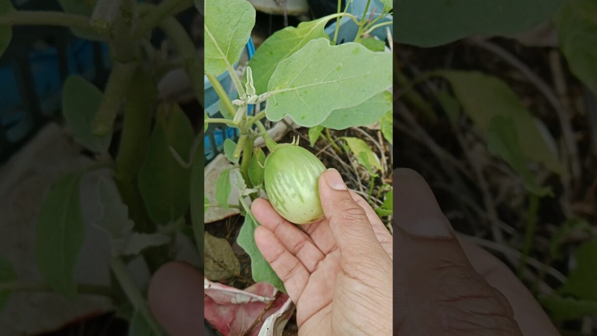 ЁЯТЪрдорд╛рдиреНрд╕реВрди рдХреА рдмрд╛рд░рд┐рд╢ рдХреЗ рдмрд╛рдж рдкрд╣рд▓рд╛ рдмреИрдЧрди #shorts#gardening #viralshort #organic #plants ЁЯТЪрдорд╛рдиреНрд╕реВрди рдХреА рдмрд╛рд░рд┐рд╢ рдХреЗ рдмрд╛рдж рдкрд╣рд▓рд╛ рдмреИрдЧрди #shorts#gardening #viralshort #organic #plants