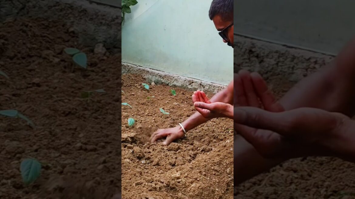 growing long beans in my garden #shorts #youtubeshorts #gardening #longbeans #lobia #organicfarming