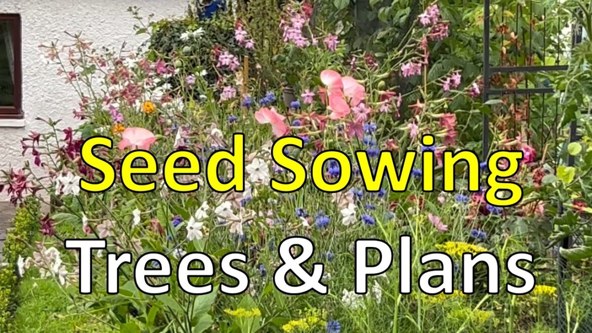 #352 Sowing seeds in August – Planting Dwarf Fruit Trees – Garden Makeover #352 Sowing seeds in August - Planting Dwarf Fruit Trees - Garden Makeover