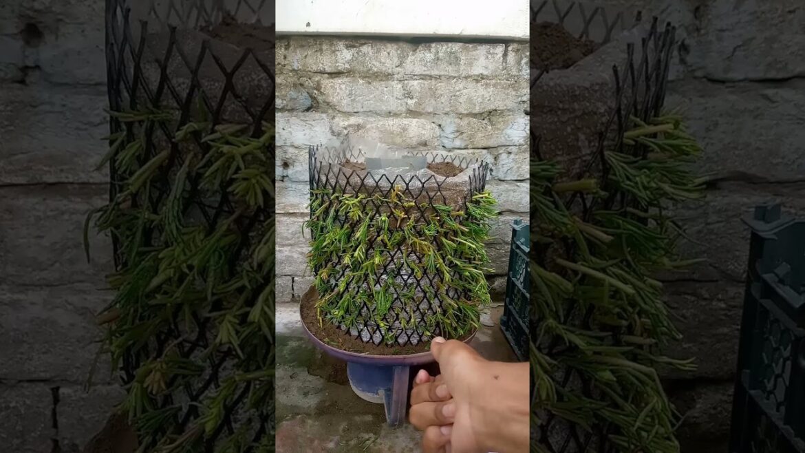 idea 💡 #shortvideo #garden #mygardenlife #gardendesign #mygardenview#gardenideas#farming#gardenview