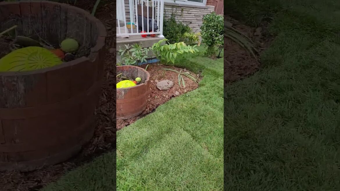 Front Yard Landscape Design | New Grass, Garden Design, Retaining Wall Construction | Flowers