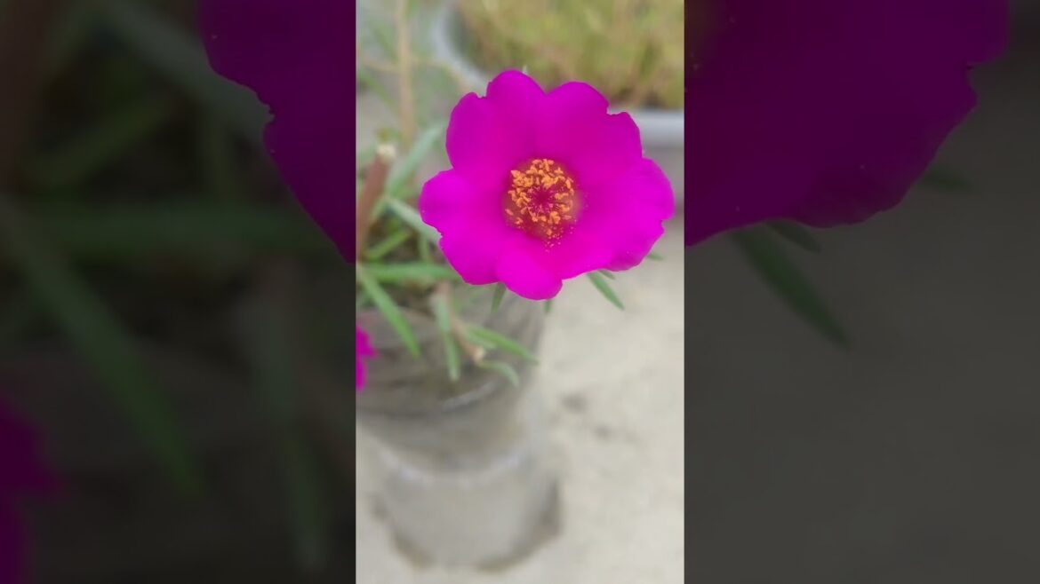 Moss rose plant grow from cutting #shorts #gardeningtricks #gardening #gardeningtips #short