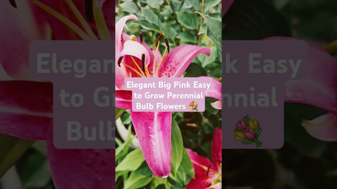 Elegant Big Pink Easy to Grow Perennial Bulb Flowers Short Video #short #canadamicrogarden
