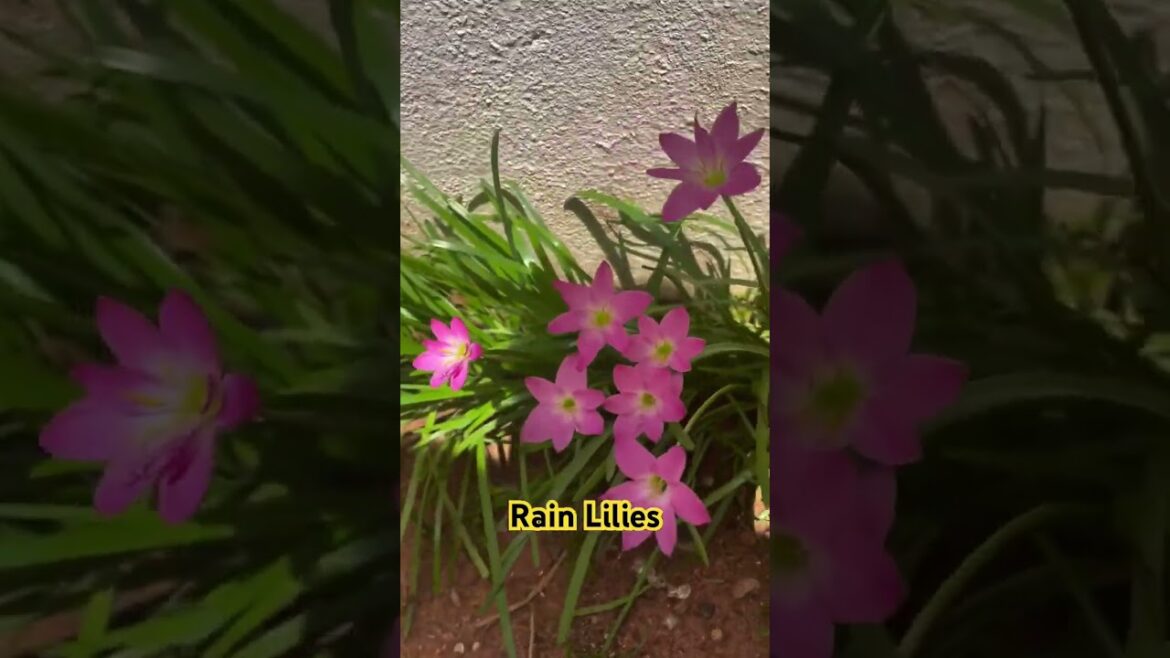 Pink Rain Lilies beautiful blooms #garden #gardening #gardentips #flowers