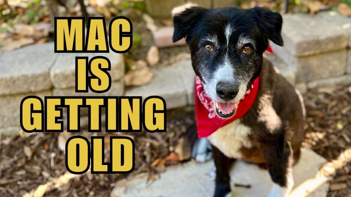 CaliKim: mac is getting old mac is getting old