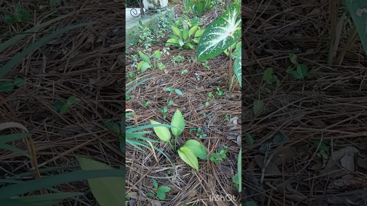 Front yard garden
