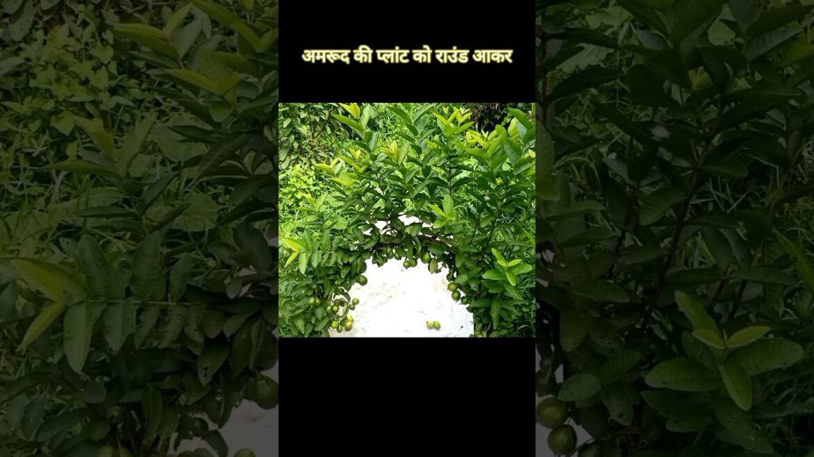 अमरूद की प्लांट राउंड आकर  Guava plant is round in shape #gardening