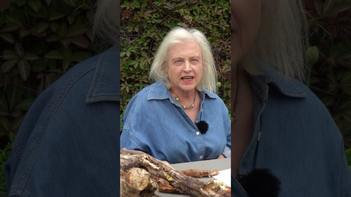 Quick trends round-up from BBC Gardeners World Live.. #backyardgarden #gardening Quick trends round-up from BBC Gardeners World Live.. #backyardgarden #gardening